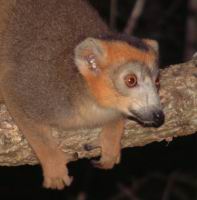 ���� ���� - �������